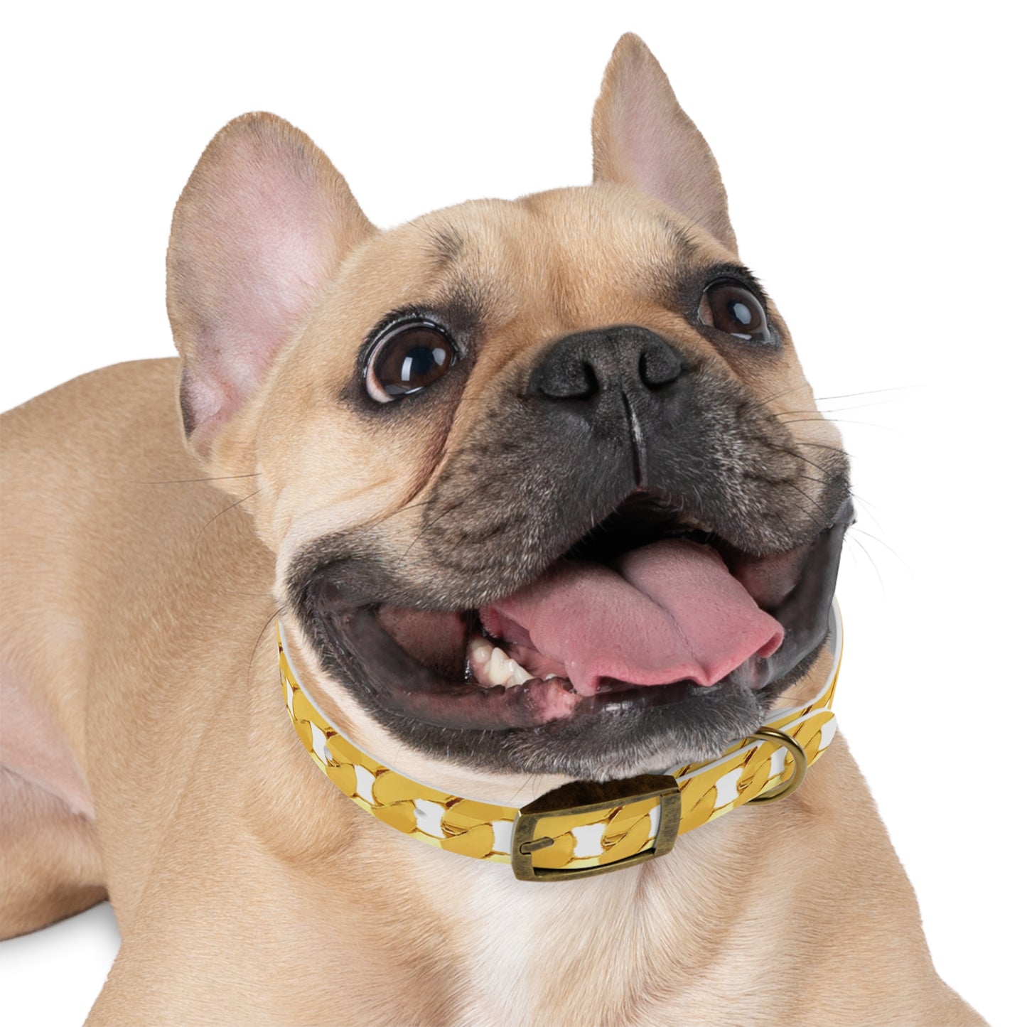 Cuban Link Gold Chain Dog Collar